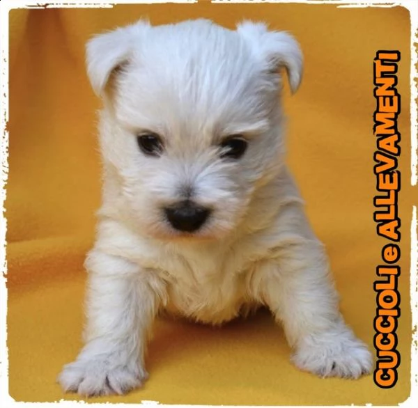 west highland white terrier (westy) cuccioli - allevamento/pedigree | Foto 0