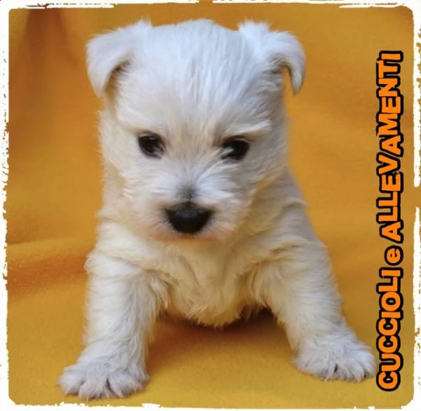 west highland white terrier westy cuccioli  allevamentopedigree | Foto 0