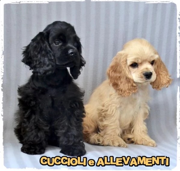 cocker americano cuccioli - allevamento/pedogree  | Foto 4