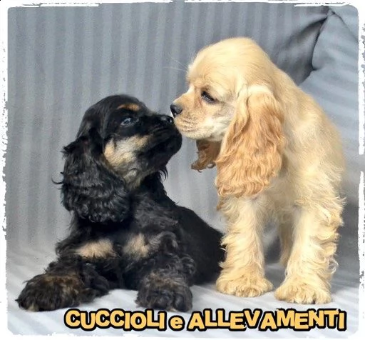 cocker americano cuccioli - allevamento/pedogree  | Foto 3