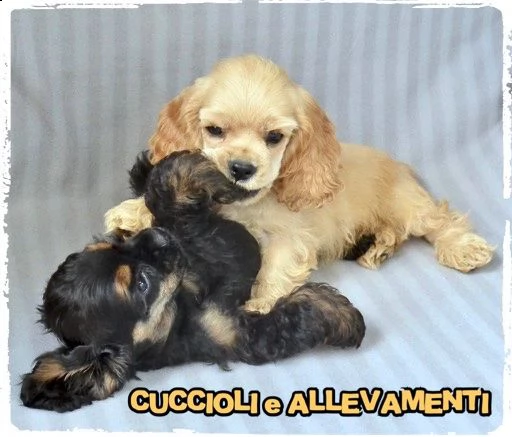cocker americano cuccioli - allevamento/pedogree  | Foto 2