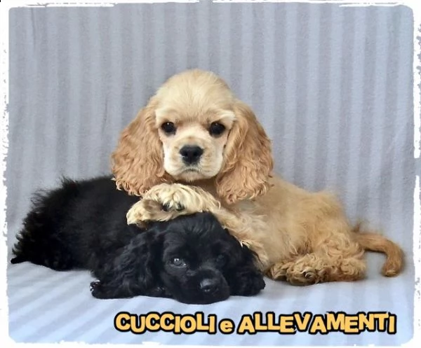 cocker americano cuccioli - allevamento/pedogree 