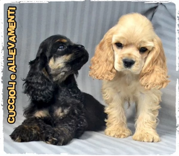 cocker americano cuccioli - allevamento/pedogree  | Foto 0