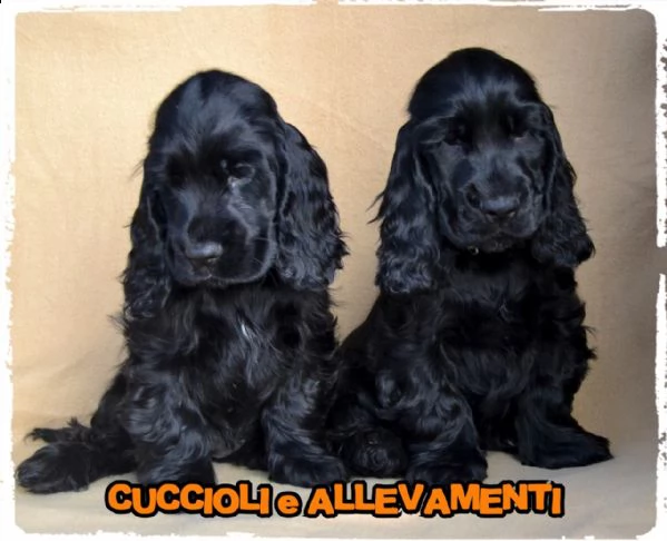 cocker spaniel inglese cuccioli (allevamento/pedigree) | Foto 3