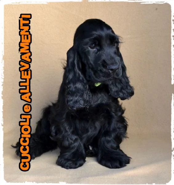 cocker spaniel inglese cuccioli (allevamento/pedigree) | Foto 1