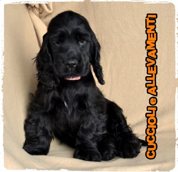 cocker spaniel inglese cuccioli (allevamento/pedigree) | Foto 0