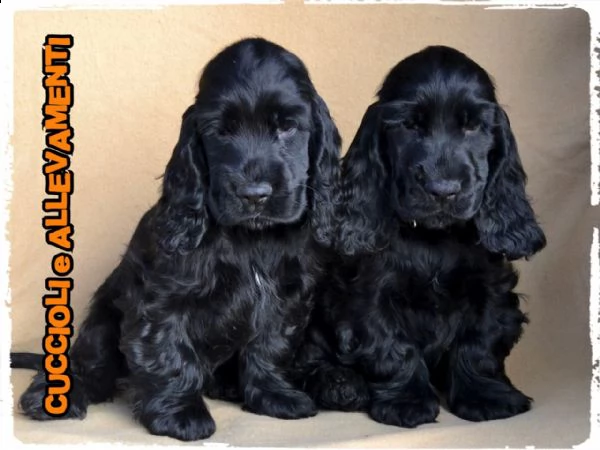 cocker spaniel inglese cuccioli (allevamento/pedigree)