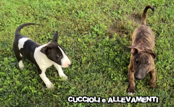 Vendita Cucciolo Bull Terrier Da Allevatore A Milano Bull Terrier Miniature Miniatura Cuccioli Pedigree Allevamento