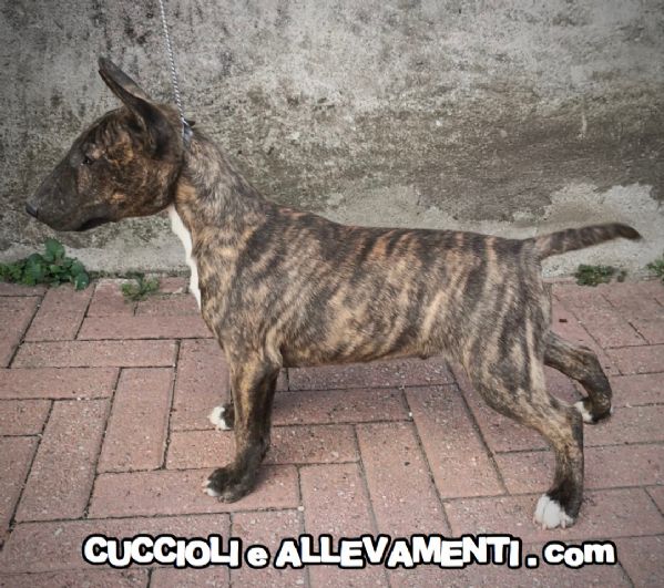 Vendita Cucciolo Bull Terrier Da Allevatore A Milano Bull Terrier Miniature Miniatura Cuccioli Pedigree Allevamento