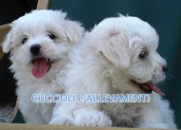 maltese cuccioli  allevamento ric enci