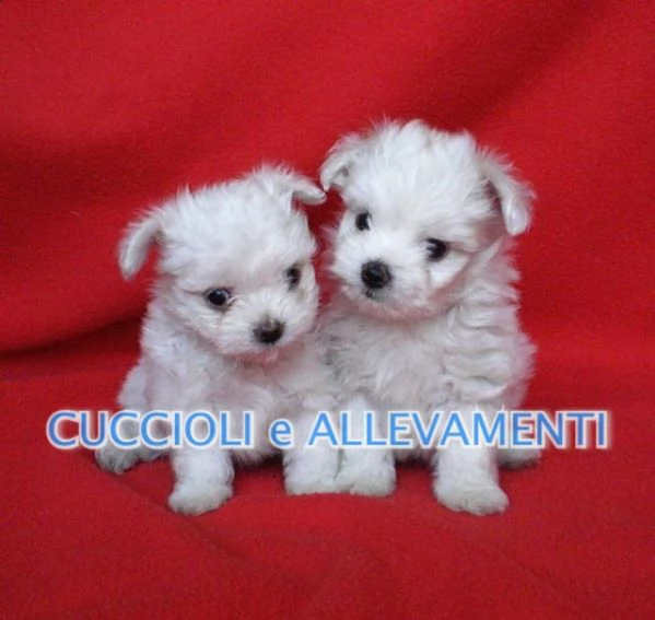 maltese cuccioli  allevamento ric enci | Foto 2