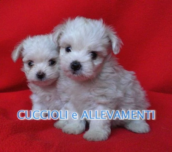 maltese cuccioli  allevamento ric enci | Foto 1