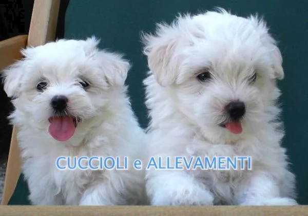 maltese cuccioli  allevamento ric enci | Foto 0