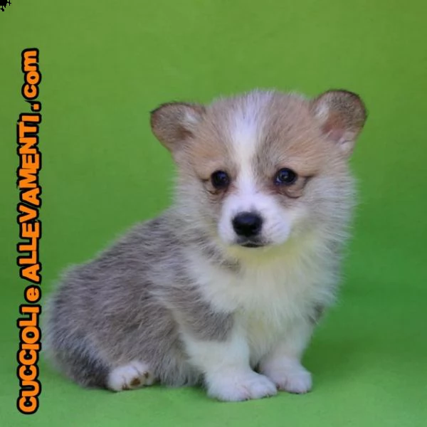 welsh corgi pembroke cuccioli  allevamento ric enci