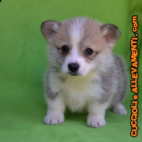 welsh corgi pembroke cuccioli  allevamento ric enci | Foto 4