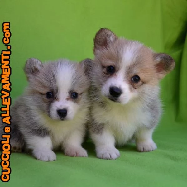 welsh corgi pembroke cuccioli  allevamento ric enci | Foto 3