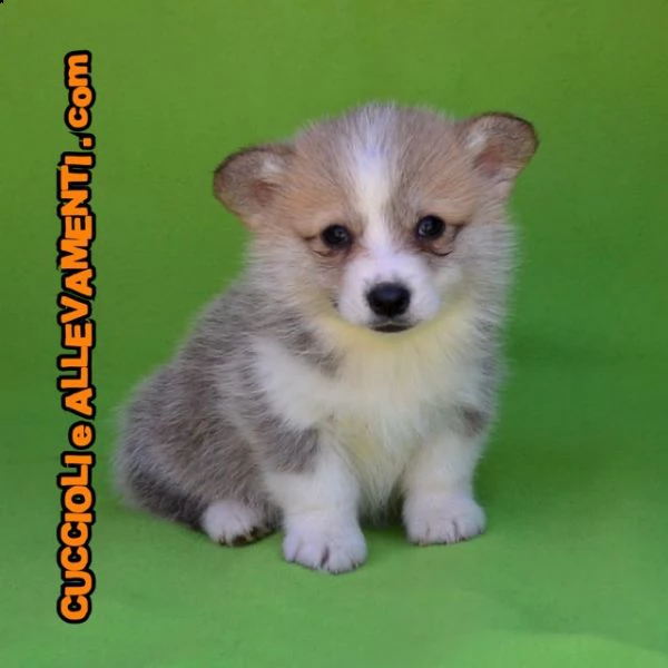 welsh corgi pembroke cuccioli  allevamento ric enci | Foto 2