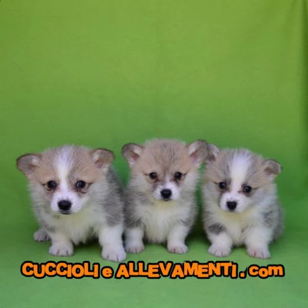 welsh corgi pembroke cuccioli  allevamento ric enci | Foto 1