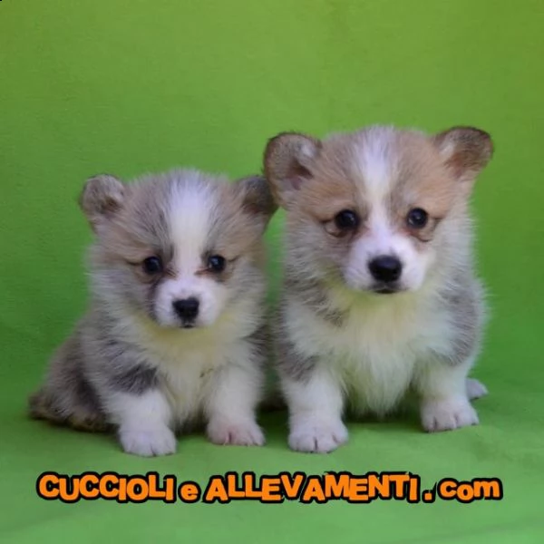 welsh corgi pembroke cuccioli  allevamento ric enci | Foto 0