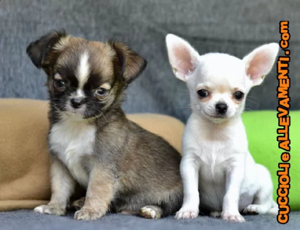 chihuahua cuccioli  allevamento ric enci | Foto 5