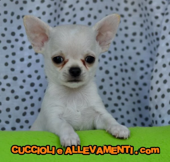 chihuahua cuccioli  allevamento ric enci | Foto 4