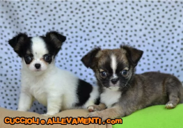 chihuahua cuccioli  allevamento ric enci | Foto 2