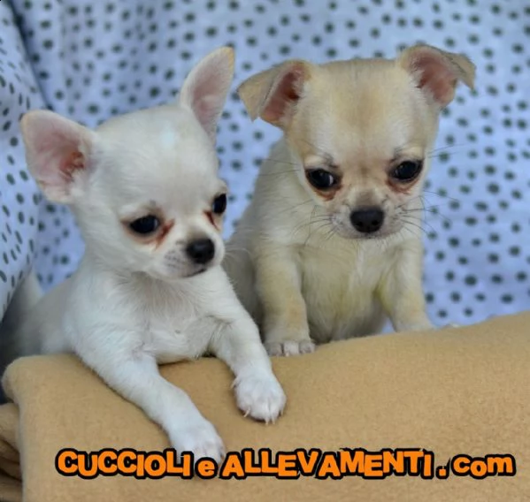 chihuahua cuccioli  allevamento ric enci | Foto 1