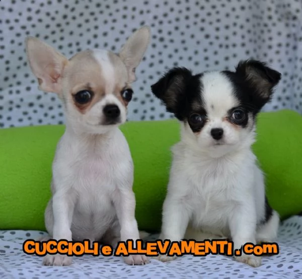 chihuahua cuccioli  allevamento ric enci | Foto 0