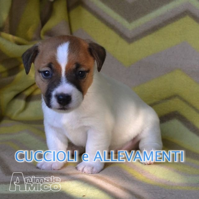 Vendita Cucciolo Jack Russel Da Allevatore A Milano Jack Russel