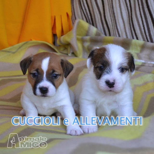 Vendita Cucciolo Jack Russel Da Allevatore A Milano Jack Russel