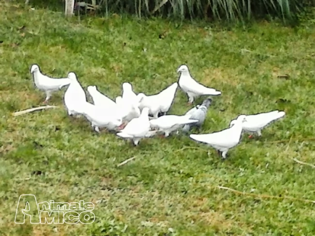 colombe bianche per cerimonie | Foto 4