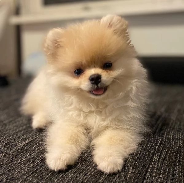 cucciolo  volpino pomerania da privato