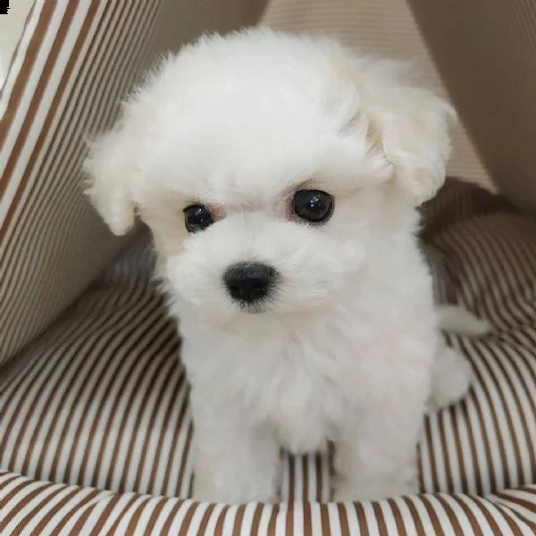regalo bellissimi cuccioli di maltese mini toy   maltese toy privato dispone d