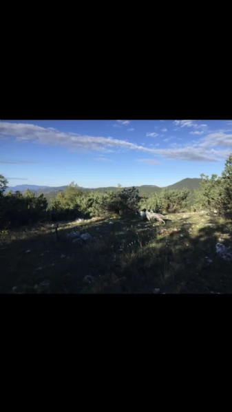 vendo setter inglese femmina di 2 anni | Foto 4