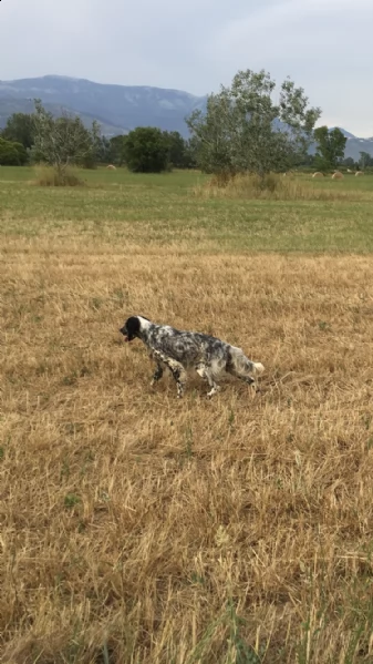 vendo setter inglese femmina di 2 anni | Foto 3