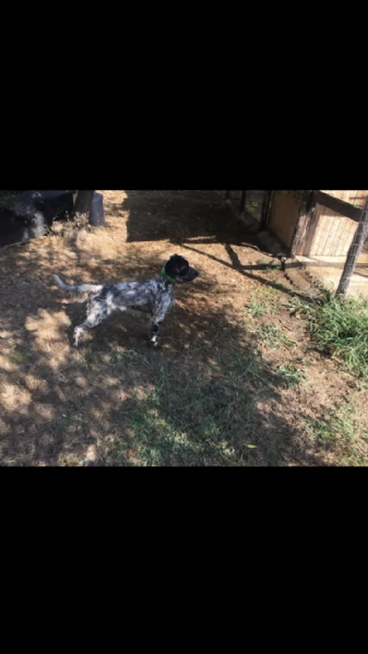 vendo setter inglese femmina di 2 anni