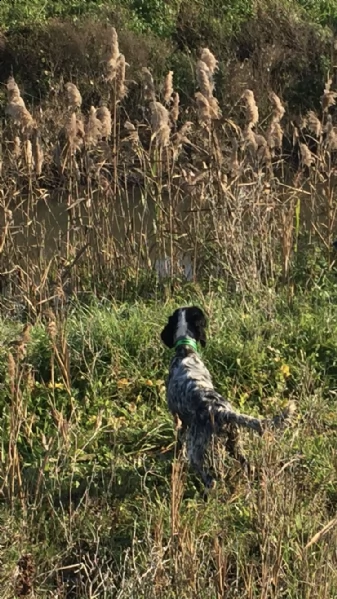 vendo setter inglese femmina di 2 anni | Foto 0