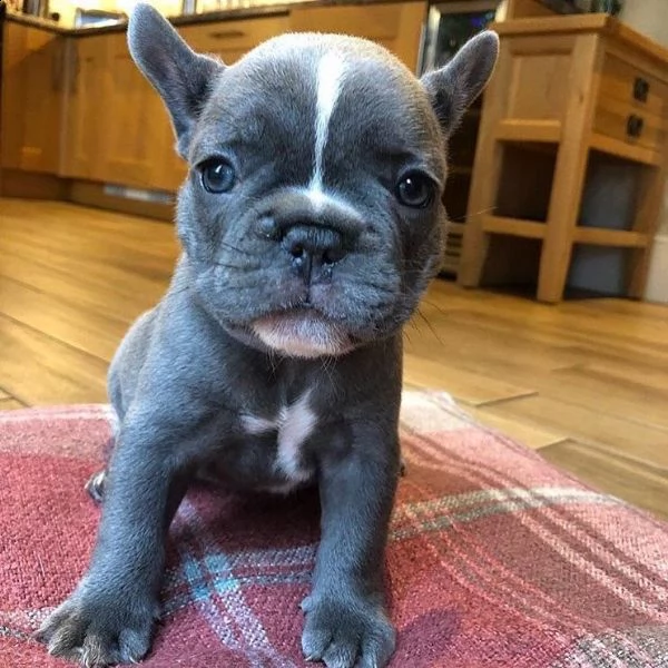 regaloregalo bulldog francese blu bianco femmina e maschio    regalo bellissimo cucciolo di bulld