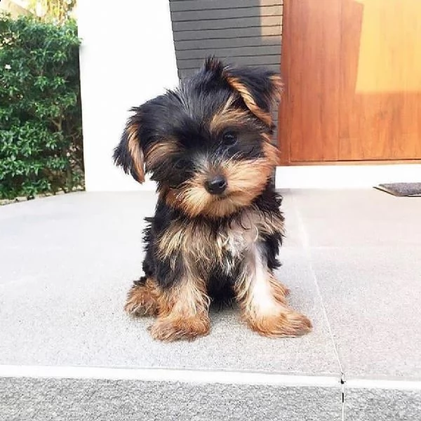 regalo  yorkshire toy cuccioli 