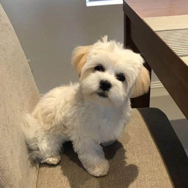  regalo cuccioli di maltese taglia piccola 