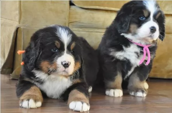 bellissimi cuccioli di bovaro del bernese 