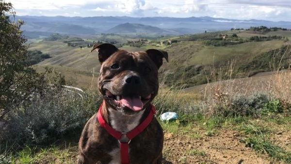 english staffordshire bull terrier x monte (pedigree)