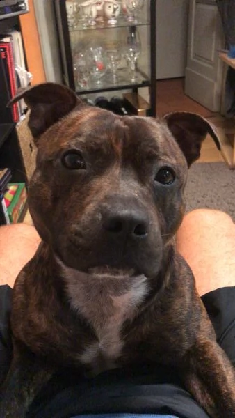 english staffordshire bull terrier x monte (pedigree) | Foto 6