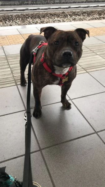 english staffordshire bull terrier x monte (pedigree) | Foto 5