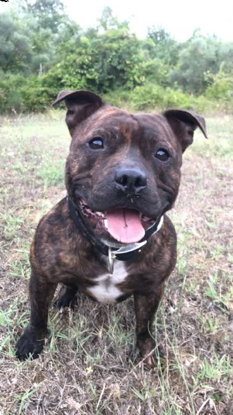english staffordshire bull terrier x monte (pedigree) | Foto 4