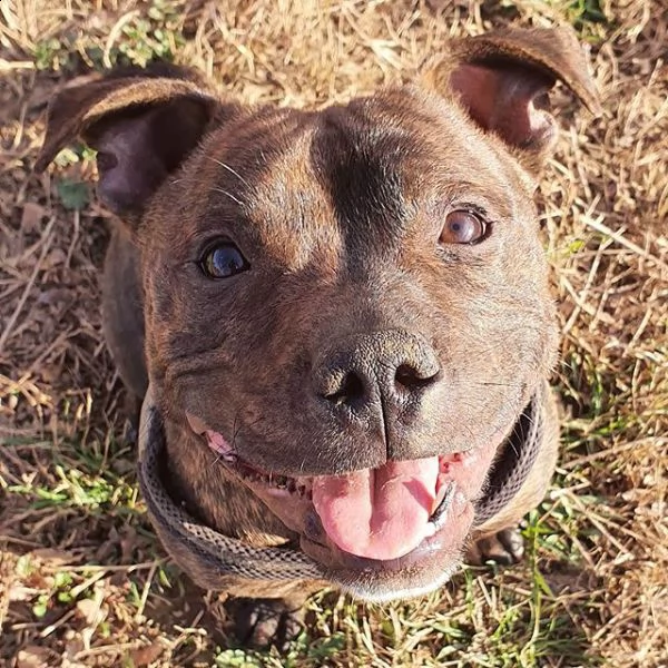 english staffordshire bull terrier x monte (pedigree) | Foto 3