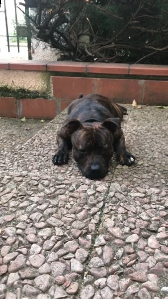 english staffordshire bull terrier x monte (pedigree) | Foto 2