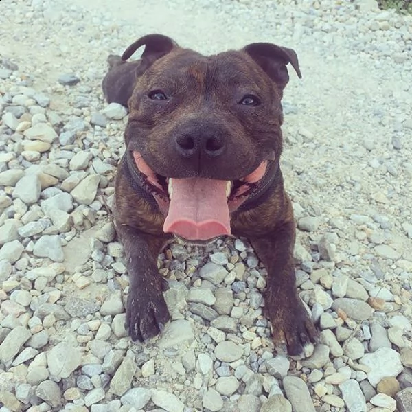 english staffordshire bull terrier x monte (pedigree) | Foto 1