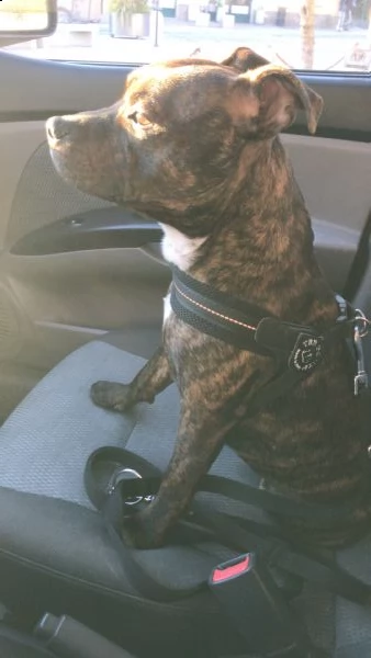 english staffordshire bull terrier x monte (pedigree) | Foto 0