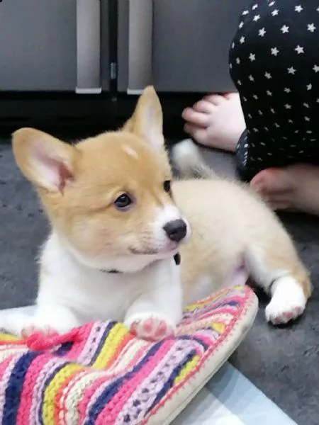 Vendita Welsh Corgi Da Privato A Milano Bellissimi Cuccioli Welsh Corgi Di 3 Mesi